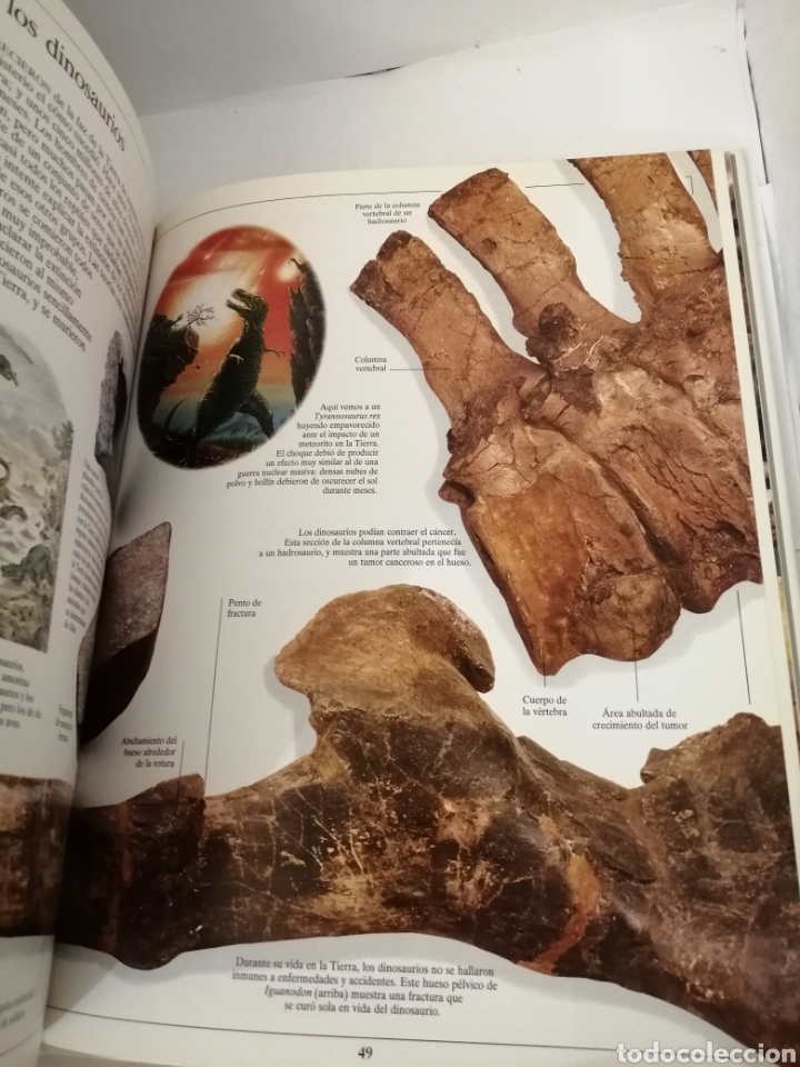 Libros de segunda mano: LOS DINOSAURIOS de DAVID NORMAN Y ANGELA MILNER - Foto 4