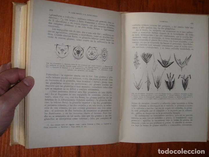 Libros de segunda mano: DOS TOMOS BOT&Aacute;NICA DESCRIPTIVA LOSA RIVAS Y MU&Ntilde;OZ MEDINA - Foto 8