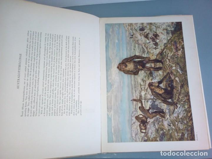 Libros de segunda mano: Los hombres prehist&oacute;ricos. Joseph Augusta. Gran formato. - Foto 12
