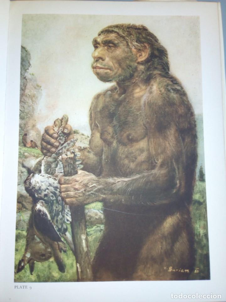 Libros de segunda mano: Los hombres prehist&oacute;ricos. Joseph Augusta. Gran formato. - Foto 13