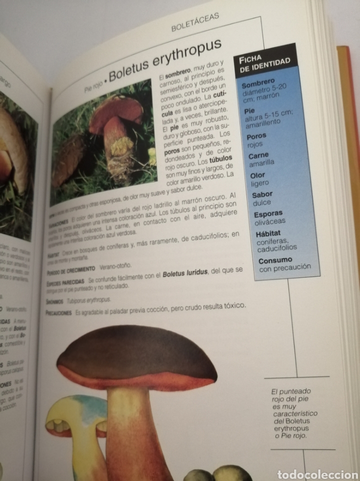 Libros de segunda mano: El gran libro de las setas (GeoPlaneta, Primera edici&oacute;n, como nuevo) - Foto 3