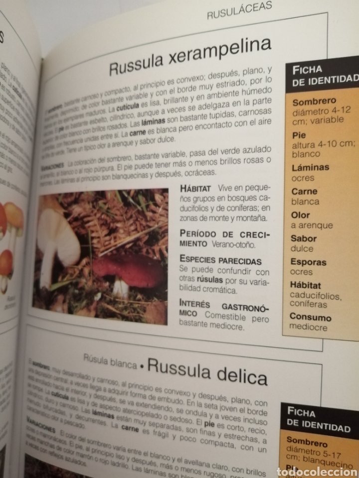 Libros de segunda mano: El gran libro de las setas (GeoPlaneta, Primera edici&oacute;n, como nuevo) - Foto 4
