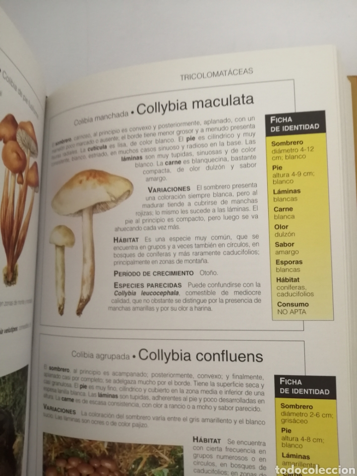 Libros de segunda mano: El gran libro de las setas (GeoPlaneta, Primera edici&oacute;n, como nuevo) - Foto 5