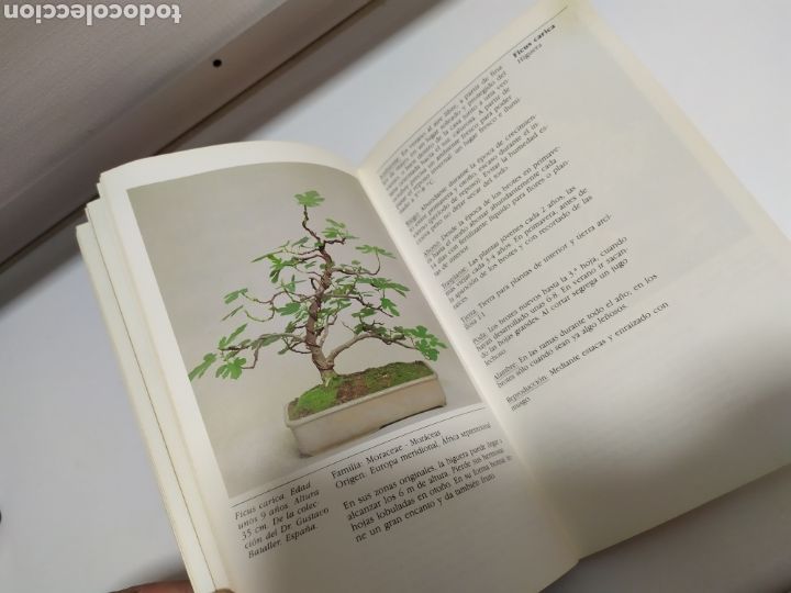 Libros de segunda mano: Bonsai de interior de Paul Lesniewicz - Foto 7