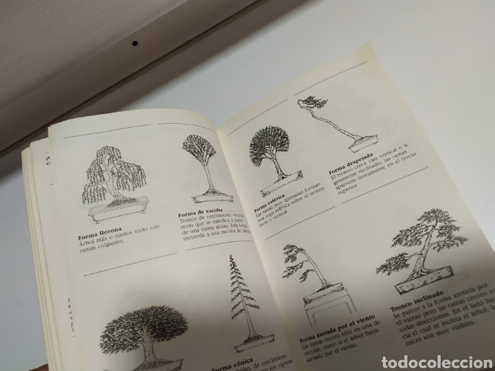 Libros de segunda mano: Bonsai de interior de Paul Lesniewicz - Foto 10