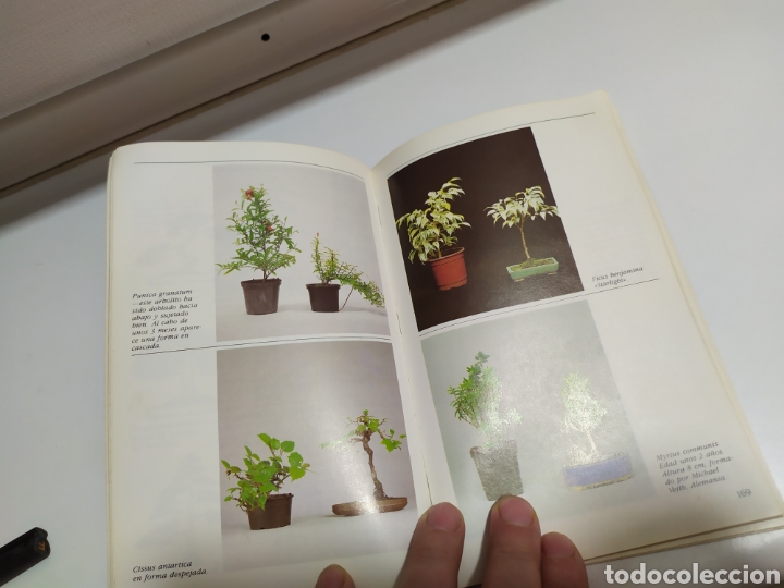 Libros de segunda mano: Bonsai de interior de Paul Lesniewicz - Foto 12