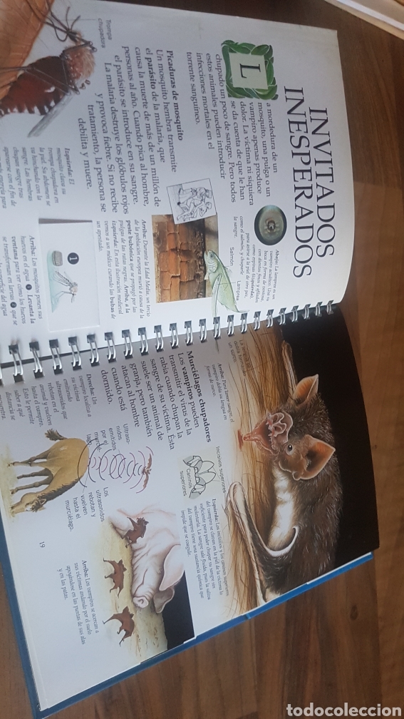 Libros de segunda mano: animales peligrosos SM desplegable - Foto 2