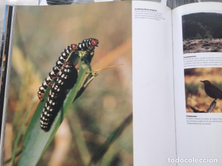 Libros de segunda mano: 12 naturalezas mediterr&aacute;neas. Bancaja - Foto 3