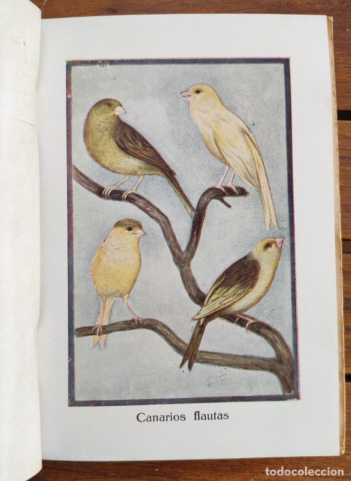 Libros de segunda mano: CAT&Aacute;LOGO GENERAL DE AVES Y P&Aacute;JAROS DE CANTO Y LUJO. 1930? - Foto 2