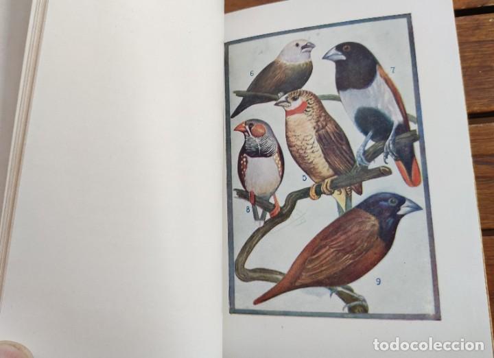 Libros de segunda mano: CAT&Aacute;LOGO GENERAL DE AVES Y P&Aacute;JAROS DE CANTO Y LUJO. 1930? - Foto 6