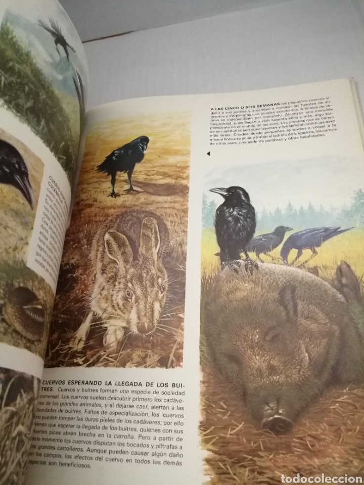 Libros de segunda mano: Vida Intima De Los Animales De Los Llanos Y Montañas De Europa - Foto 4 - 210554346