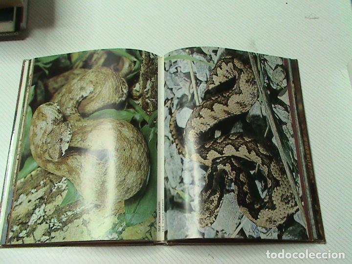 Libros de segunda mano: Fascination. snakes and lizards (est&aacute; en 3 idiomas: alem&aacute;n, franc&eacute;s e ingl&eacute;s) - Foto 2