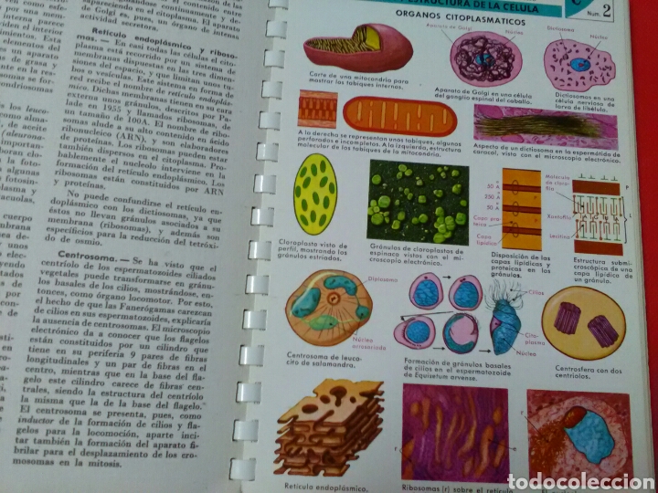 Libros de segunda mano: ATLAS DE BIOLOG&Iacute;A . A.de Haro Vera . Ed.Jover - Foto 4