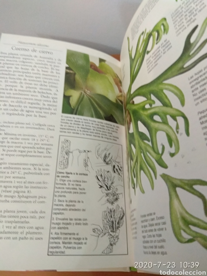 Libros de segunda mano: C&oacute;mo cuidar tus palmeras y helechos - Foto 12