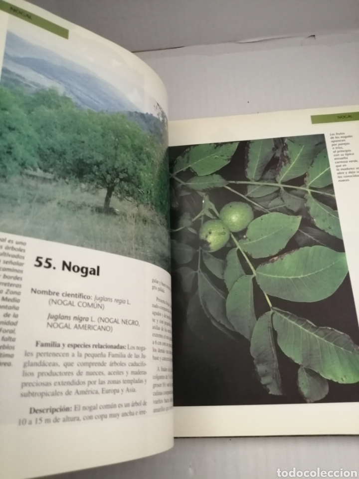 Libros de segunda mano: &Aacute;rboles ornamentales de Navarra. - Foto 6
