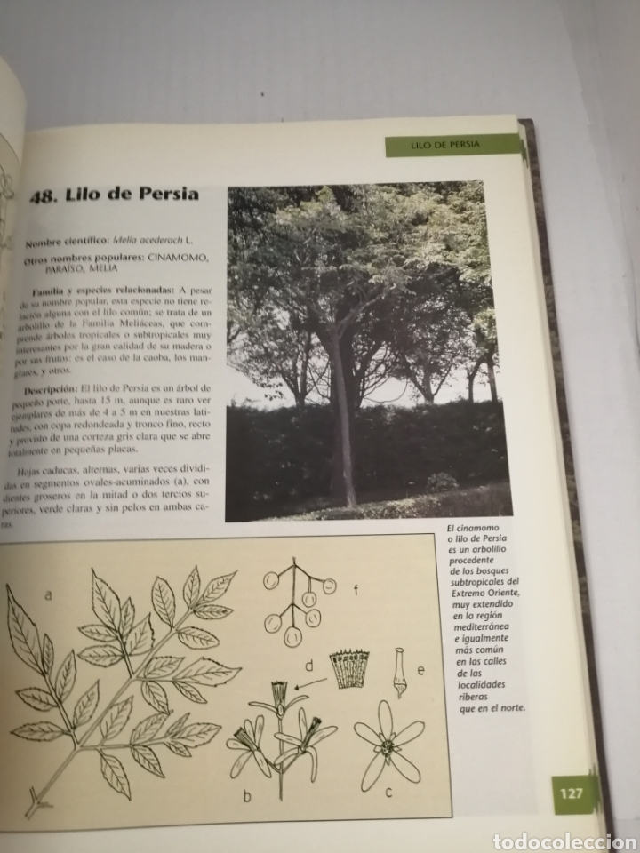Libros de segunda mano: &Aacute;rboles ornamentales de Navarra. - Foto 7