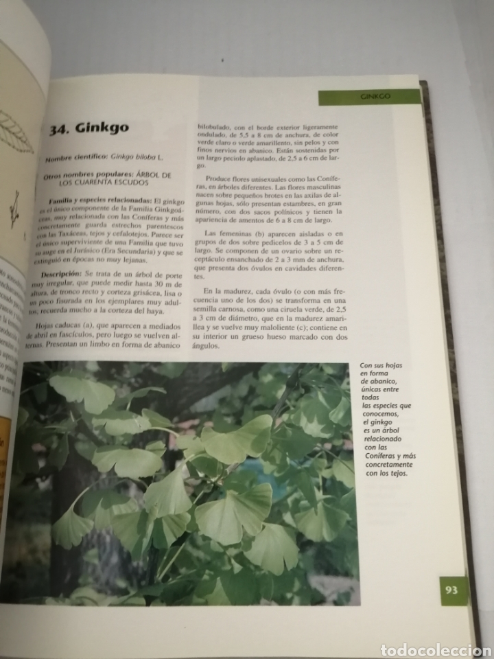 Libros de segunda mano: &Aacute;rboles ornamentales de Navarra. - Foto 8