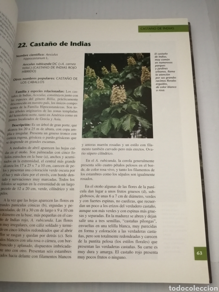 Libros de segunda mano: &Aacute;rboles ornamentales de Navarra. - Foto 9