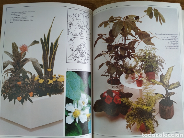 Libros de segunda mano: Libro - Flores y Plantas para el Hogar - Foto 4