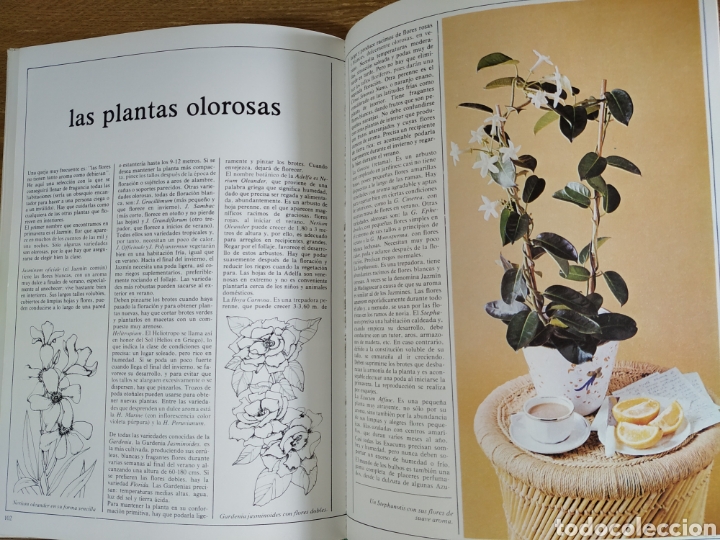 Libros de segunda mano: Libro - Flores y Plantas para el Hogar - Foto 5