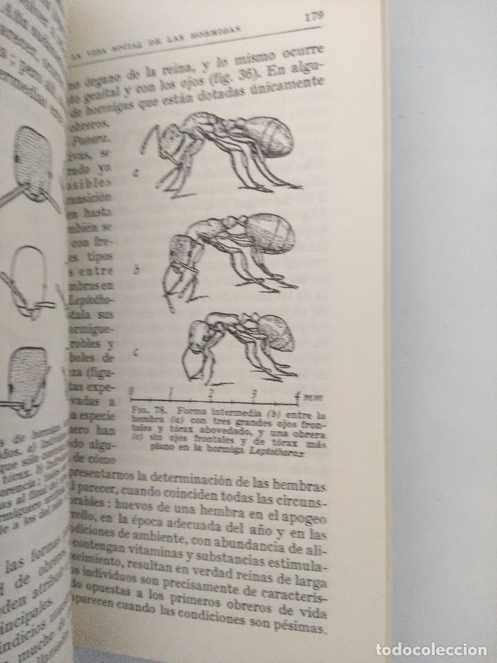 Libros de segunda mano: LIBRO/LA VIDA SOCIAL DE LAS HORMIGAS/WILHELM GOETSCH. - Foto 2