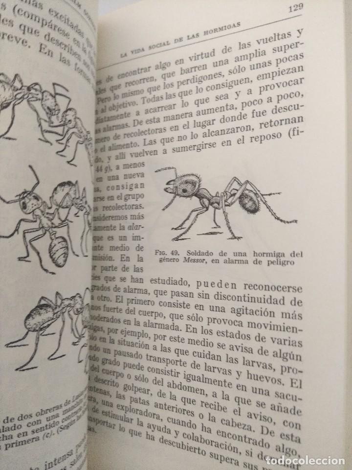 Libros de segunda mano: LIBRO/LA VIDA SOCIAL DE LAS HORMIGAS/WILHELM GOETSCH. - Foto 3