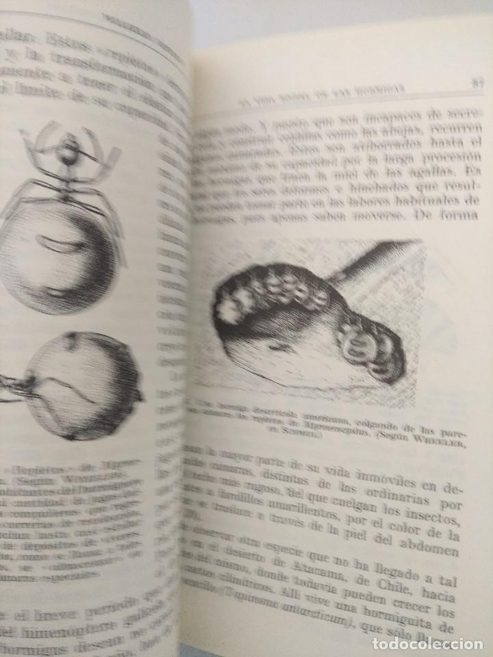 Libros de segunda mano: LIBRO/LA VIDA SOCIAL DE LAS HORMIGAS/WILHELM GOETSCH. - Foto 4