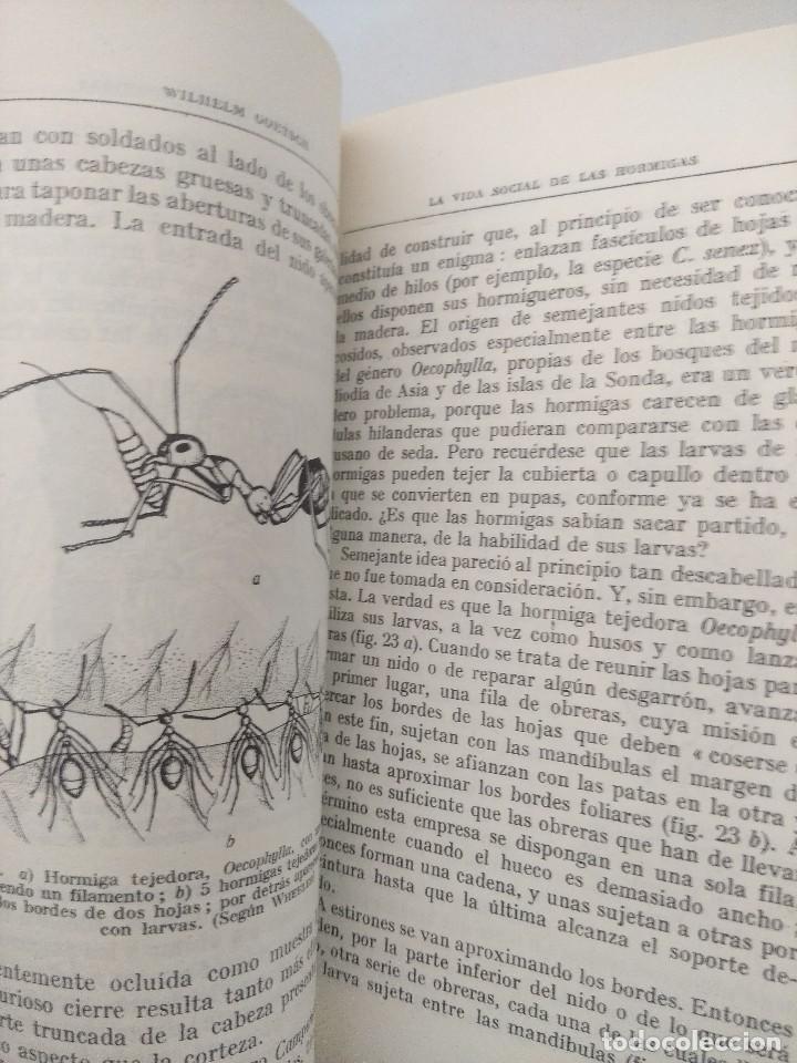 Libros de segunda mano: LIBRO/LA VIDA SOCIAL DE LAS HORMIGAS/WILHELM GOETSCH. - Foto 5