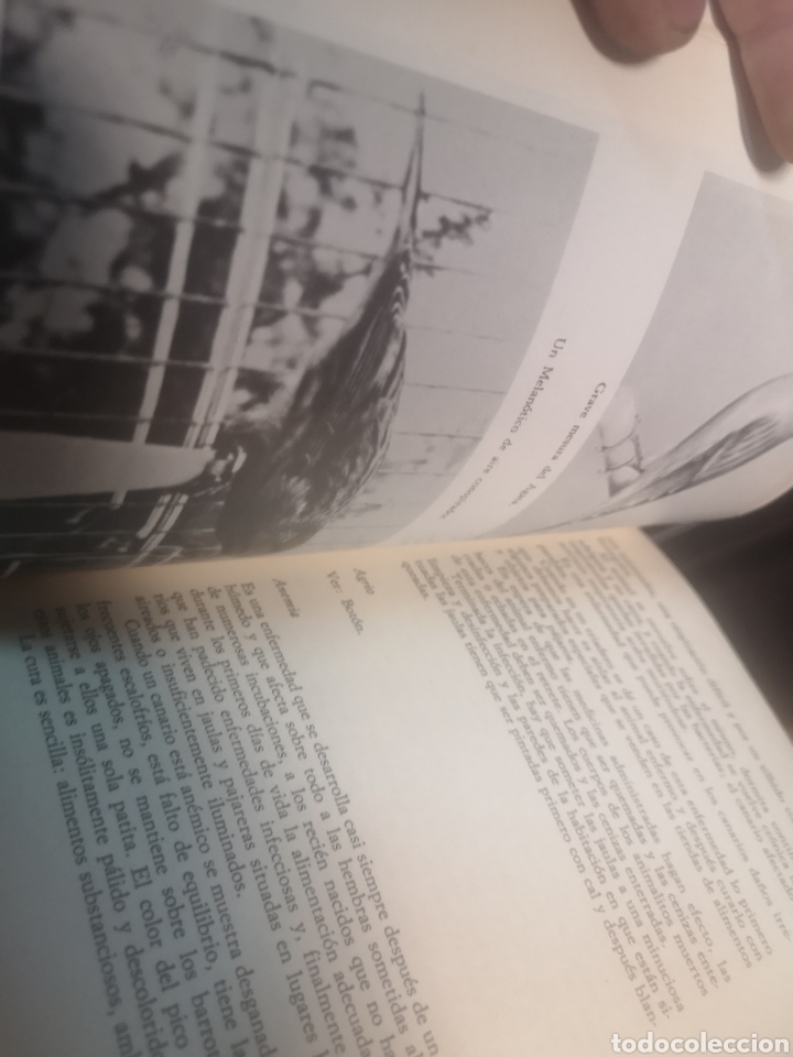 Libros de segunda mano: CR&Iacute;A MODERNA DE LOS CANARIOS .-MARINA ROBERTI - Foto 2