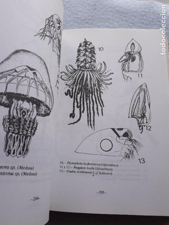 Libros de segunda mano: Estudio y explotaci&oacute;n del mar en Galicia. - Foto 8