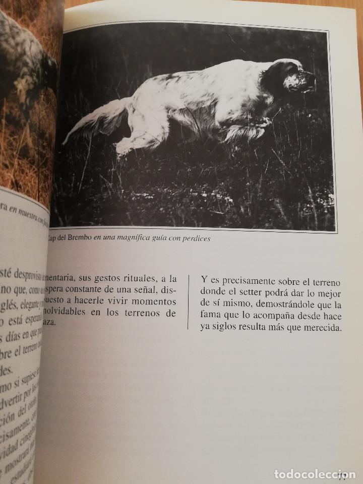 Libros de segunda mano: EL SETTER INGL&Eacute;S (GUIDO MAZZA) - Foto 8