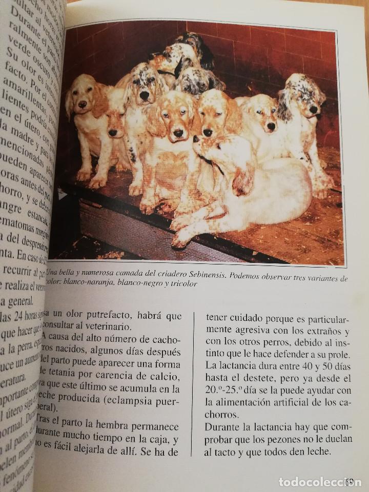 Libros de segunda mano: EL SETTER INGL&Eacute;S (GUIDO MAZZA) - Foto 9