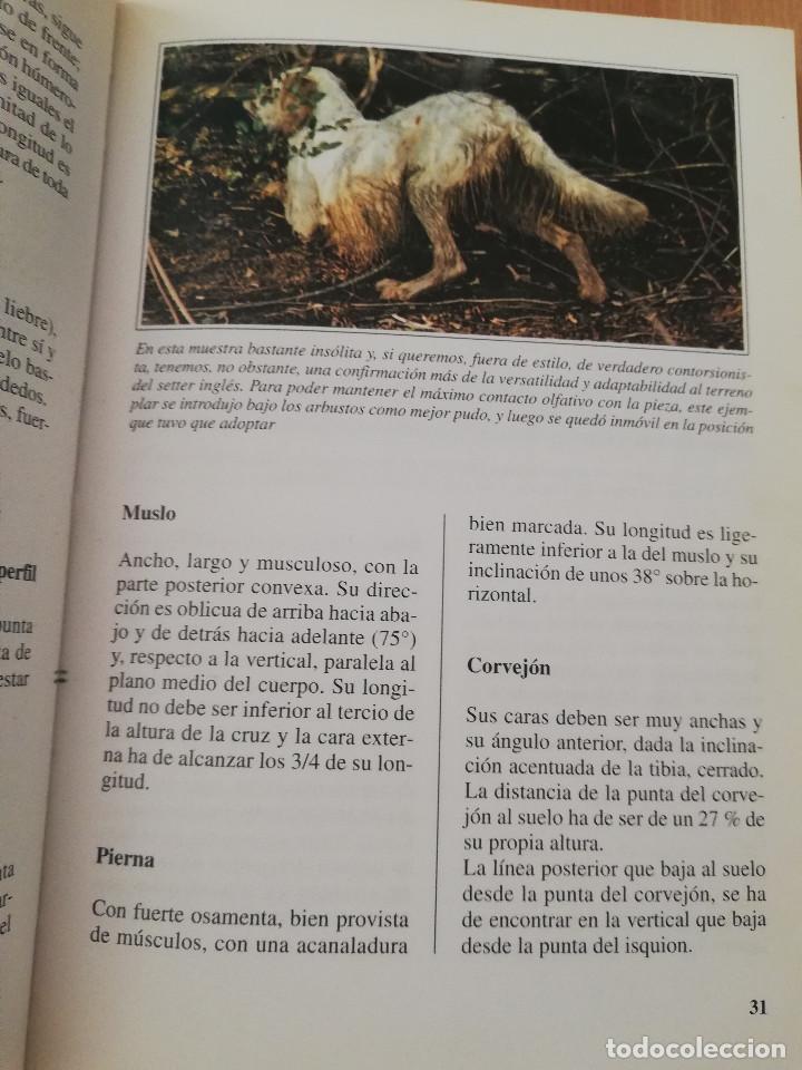 Libros de segunda mano: EL SETTER INGL&Eacute;S (GUIDO MAZZA) - Foto 11