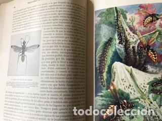 Libros de segunda mano: MARAVILLAS DE LA VIDA DE LOS INSECTOS, EDWARD STEP - Foto 2
