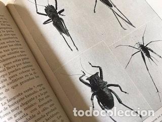 Libros de segunda mano: MARAVILLAS DE LA VIDA DE LOS INSECTOS, EDWARD STEP - Foto 3