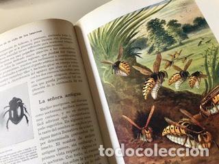 Libros de segunda mano: MARAVILLAS DE LA VIDA DE LOS INSECTOS, EDWARD STEP - Foto 4