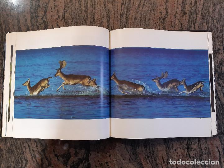 Libros de segunda mano: LIBRO COTO DO&Ntilde;ANA 1979. TEXTO JOSE A. VALVERDE. - Foto 4