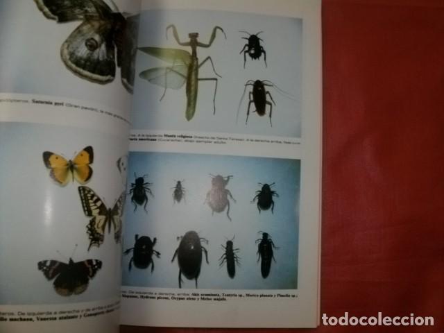 Libros de segunda mano: GU&Iacute;A DE LA FLORA, VEGETACI&Oacute;N Y FAUNA DE MARBELLA - Foto 2