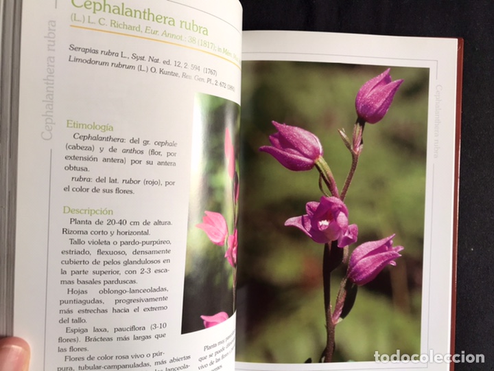 Libros de segunda mano: Orqu&iacute;deas de la serran&iacute;a de Grazalema. Como nuevo - Foto 4