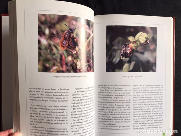 Libros de segunda mano: Orqu&iacute;deas de la serran&iacute;a de Grazalema. Como nuevo - Foto 3