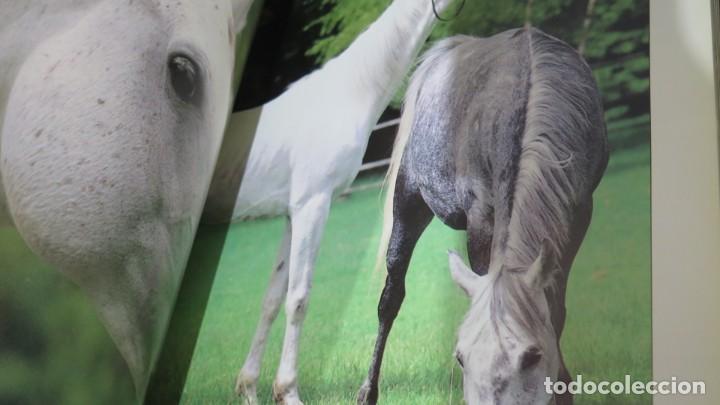 Libros de segunda mano: EL CABALLO. MARIETTA WHITTLESEY - Foto 3