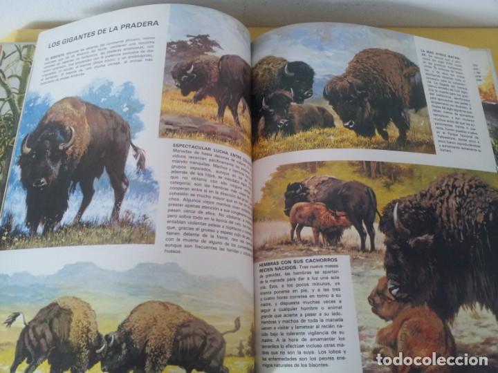 Libros de segunda mano: VIDA INTIMA DE LOS ANIMALES DE LA PRADERA AMERICANA - EDICIONES RIALP1989 - Foto 5