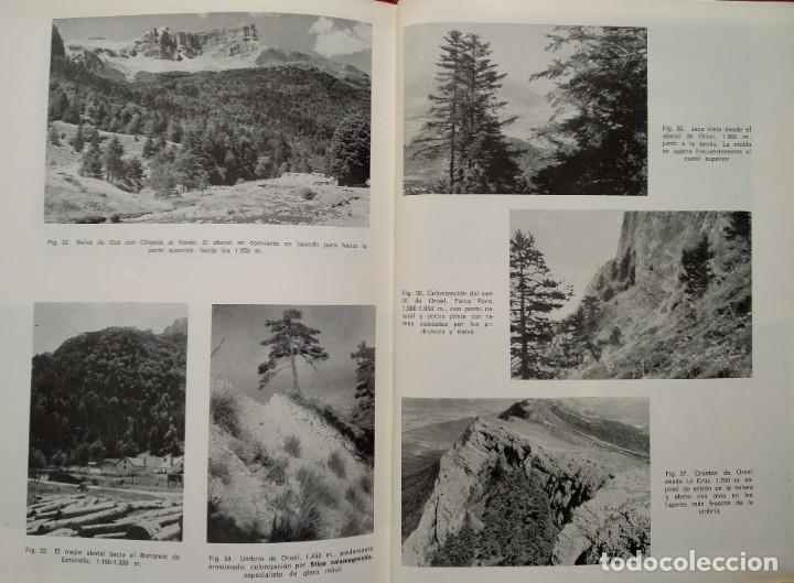 Libros de segunda mano: LA JACETANIA Y LA VIDA VEGETAL --- PEDRO MONTSERRAT RECODER - Foto 2