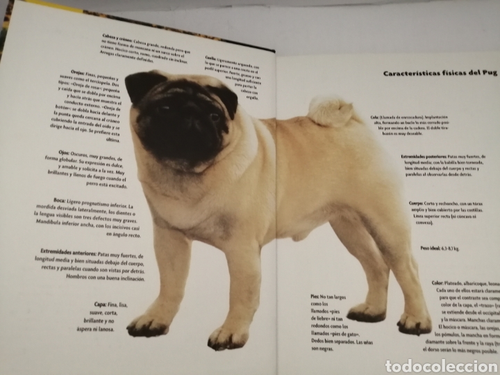 Libros de segunda mano: Pug (Serie Excellence Razas de Hoy) - Foto 6