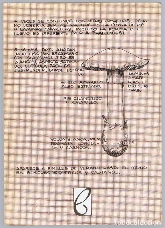 Libros de segunda mano: LAS SETAS JOAQU&Iacute;N G. CANO - Foto 2