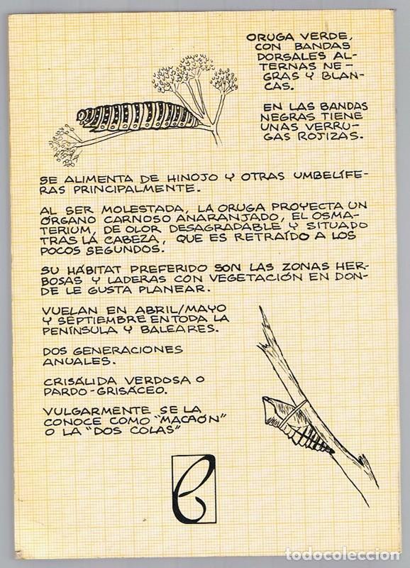 Libros de segunda mano: LAS MARIPOSAS JAVIER SANCHEZ & FELICITAS RAMOS - Foto 2