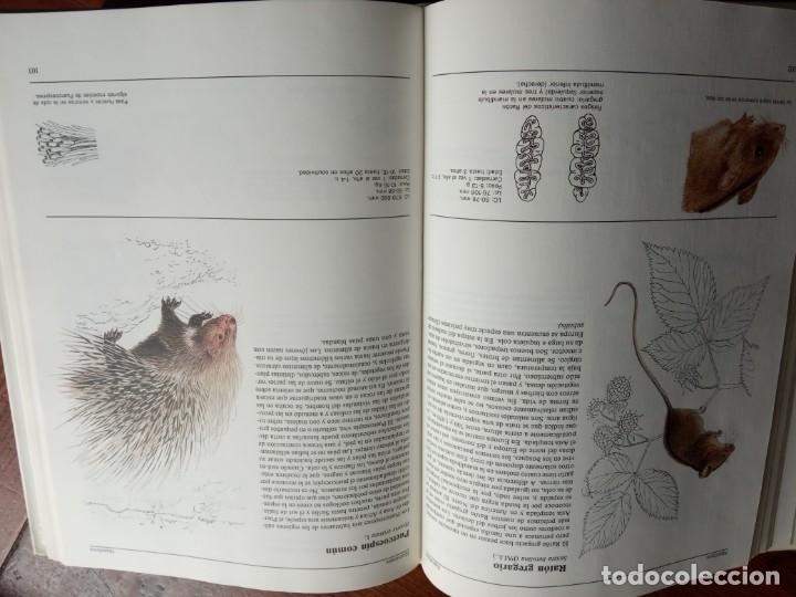 Libros de segunda mano: EL GRAN LIBRO DE LOS ANIMALES . SUSAETA 1990. - Foto 4