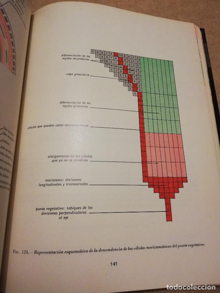 Libros de segunda mano: BOT&Aacute;NICA (ANDR&Eacute; TH&Eacute;RON) - Foto 7
