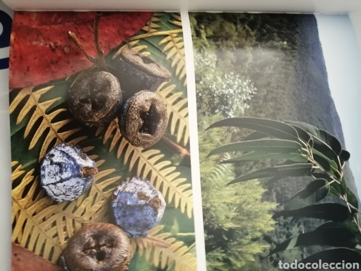 Libros de segunda mano: A la Sombra del Bosque / In Forest Shade (Primera edici&oacute;n) - Foto 3