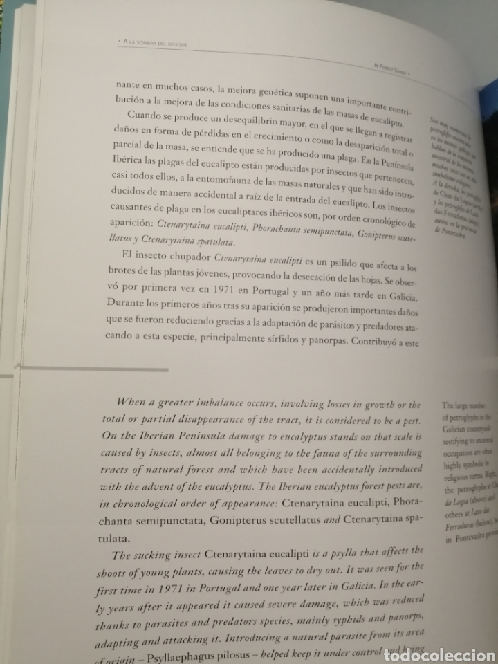 Libros de segunda mano: A la Sombra del Bosque / In Forest Shade (Primera edici&oacute;n) - Foto 4